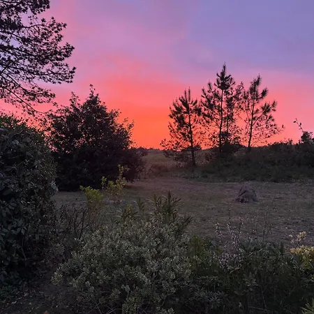 Les Sternes * バルヌヴィル・カルトゥレ